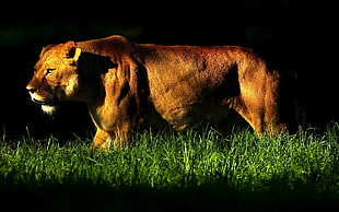 brown lioness on green grass field